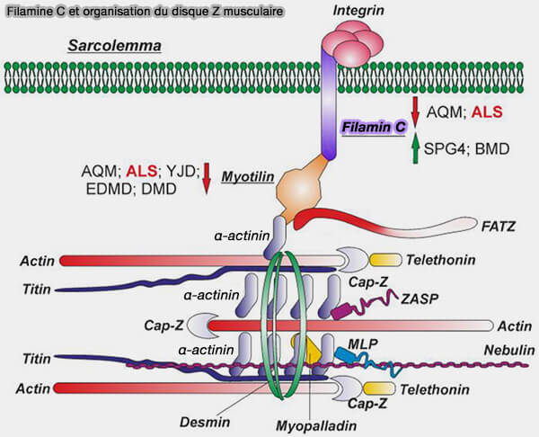 Filamine C et organisation du disque Z musculaire