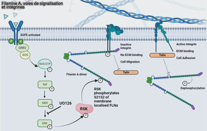 Filamine A, voies de signalisation et intégrines
