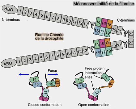 Mécanosensibilité de la filamine