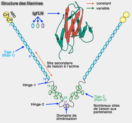 Filamine et domaine IgFLN