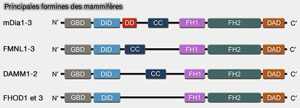 Principales formines des mammifères