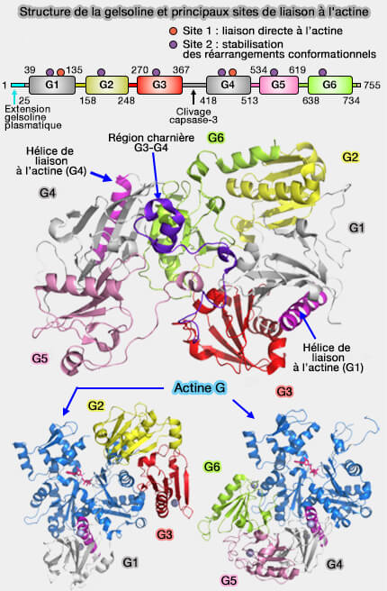 Gelsoline et liaisons à l'actine