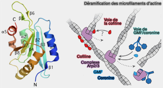 GMF et déramification des microfilaments d'actine