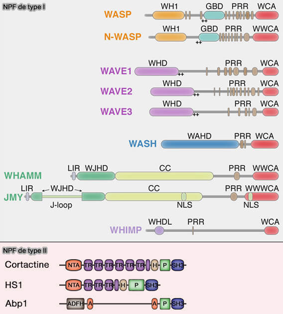 Organisation structurale des NPF de type I et de type II