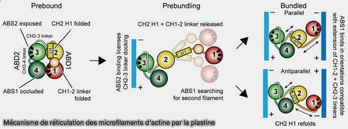 Mécanisme de réticulation des microfilaments d'actine par la plastine