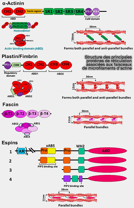 Structure des principales protéines de réticulationdes microfilaments d'actine 