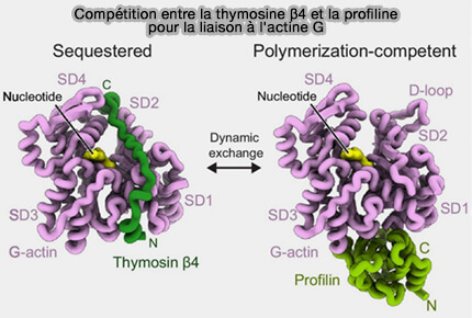 Structure et interaction entre la thymosine-β4 et l'actine G