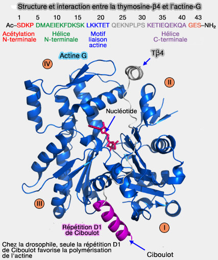 Structure et interaction entre la thymosine-β4 et l'actine G