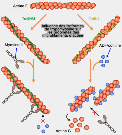 Influence des isoformes de tropomyosine sur les
propriétés des microfilaments d'actine