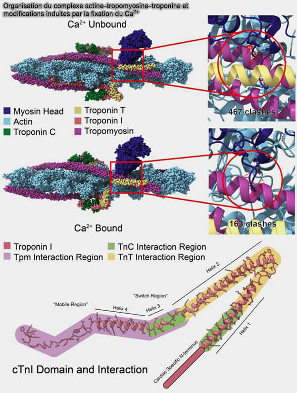 Organisation du complexe actine-tropomyosine-troponine et
modifications induites par la fixation du Ca2+