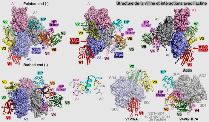 Interactions de la villine avec l'actine