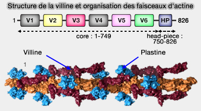 Villine et réseau d'actine