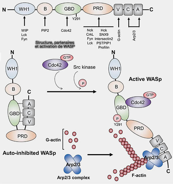 Structure, partenaires et activation de WASP