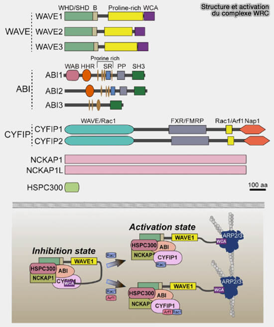 Structure et activation du complexe WRC