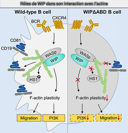 WIP et filaments d'actine