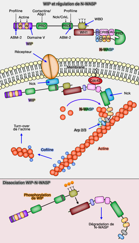Régulations de N-VASP par WIP