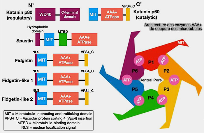 Architecture des enzymes AAA+ de coupure des microtubules