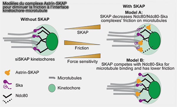 Modèles du complexe Astrin-SKAP pour diminuer la friction