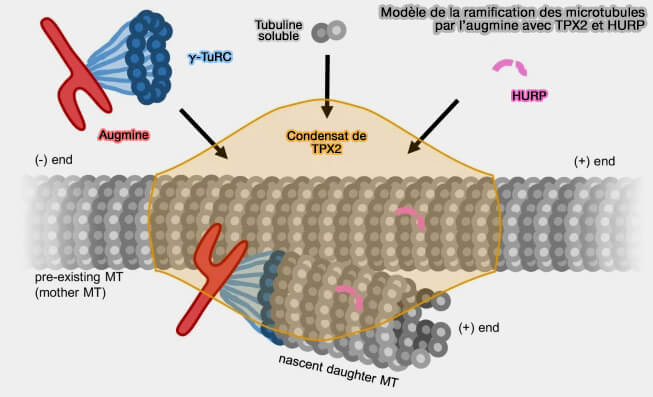 Modèle de la ramification des microtubulespar l’augmine avec TPX2 et HURP