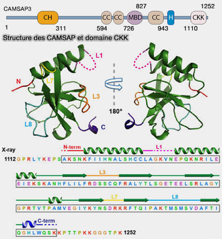 Structure de CAMSAP3 et domaine CKK