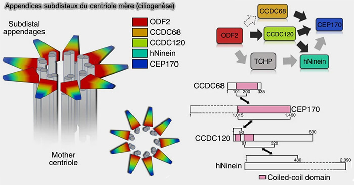 Structure de la ninéine