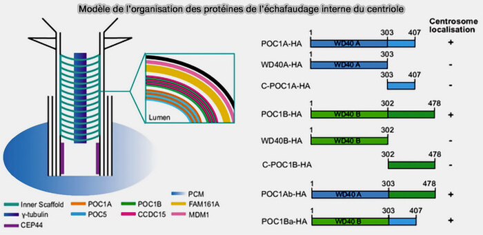 Modèle de l’organisation des protéines de l’échafaudage interne du centriole 