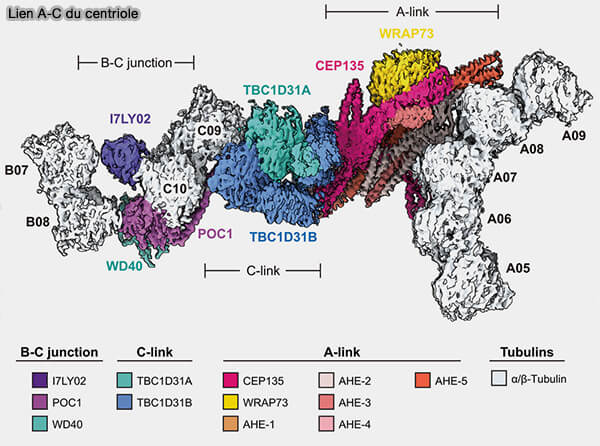 Lien A-C du centriole