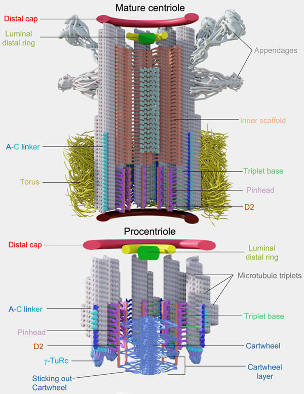 Structures du centriole et du procentriole