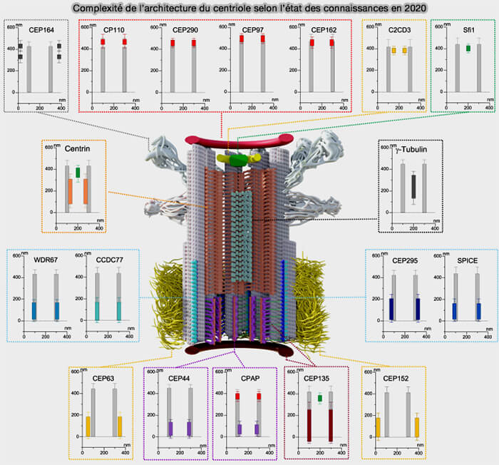 Complexité de l’architecture du centriole selon l’état des connaissances en 2020