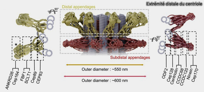 Structure de l'extrémité distale du centriole