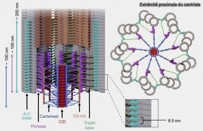 Structure de l'extrémité proximale du centriole