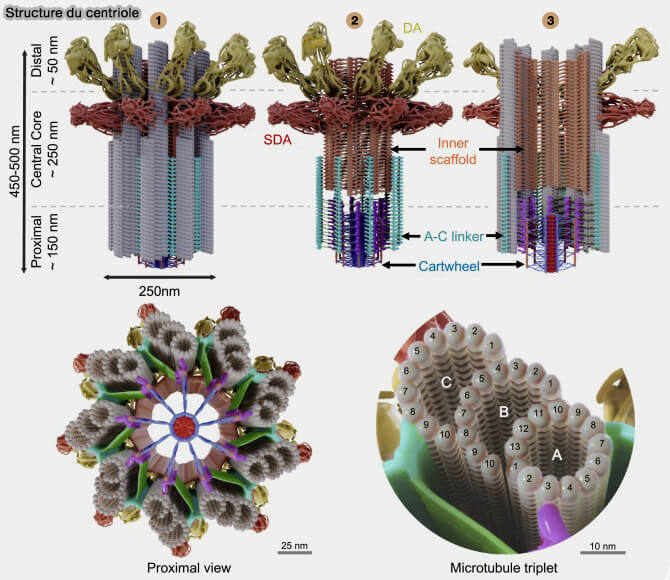 Structure du centriole