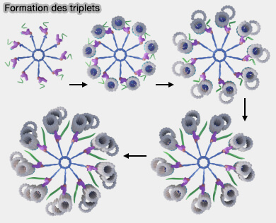 Interactions entre PLK4, STIL et SAS-6
