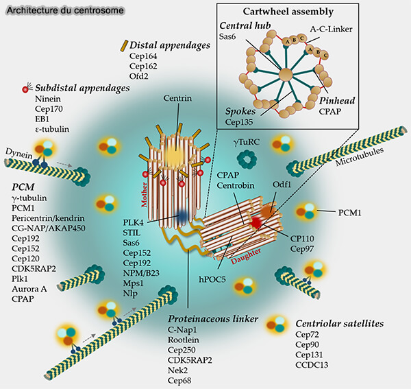 Architecture du centrosome
