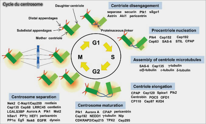 Cycle du centrosome