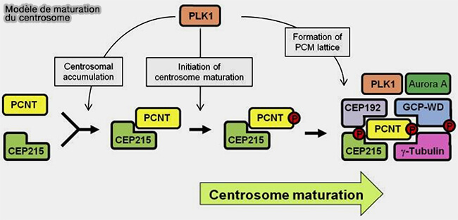 Maturation du centrosome