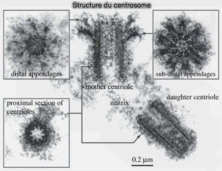 Structure du centrosome