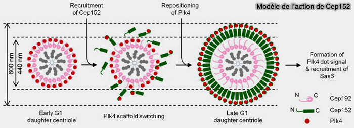Modèle de l'action de Cep192