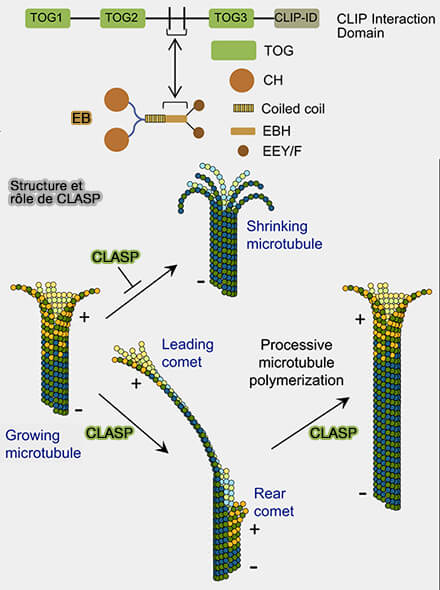 Structure et rôle de CLASP