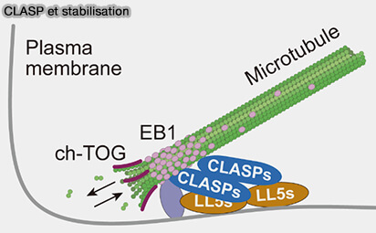 CLASP et stabilisation