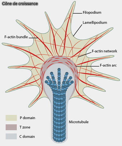 Dommage et réparation des MT