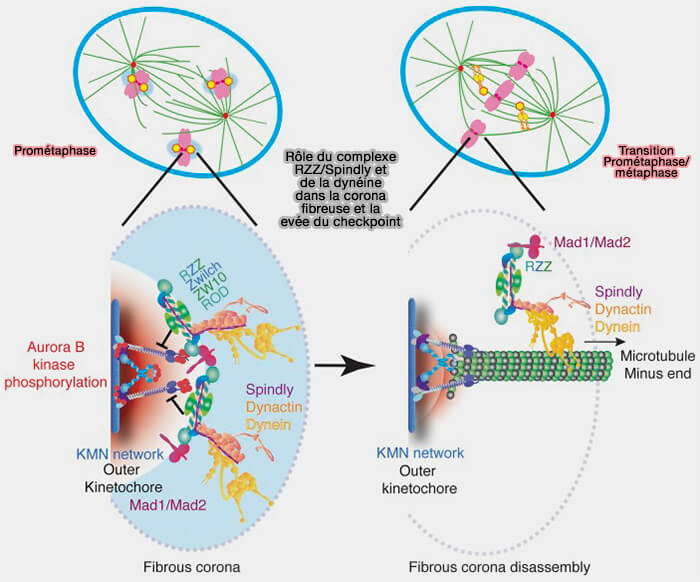 Corona fibreuse et SAC