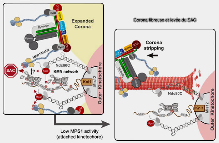 Corona fibreuse et levée du SAC