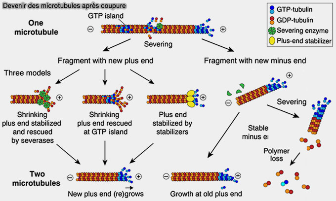 Devenir des microtubules après coupure