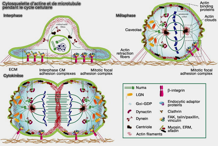 Cytosquelette d’actine et de microtubules pendant le cycle cellulaire