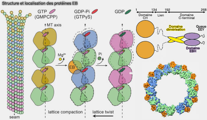 Structure et localisation des protéines EB
