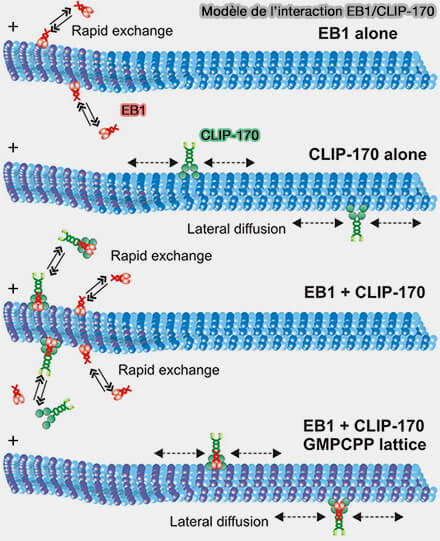 Interaction EB1/CLIP-70