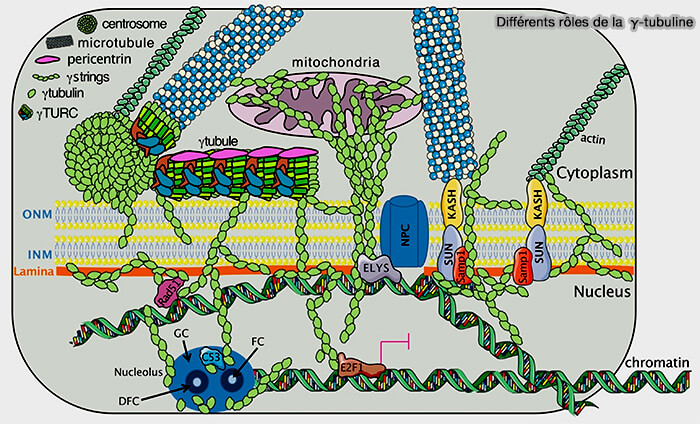 Rôles de la γ-tubuline