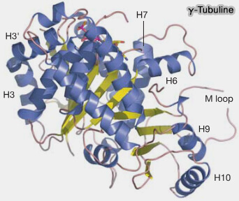 Structure de la γ-tubuline