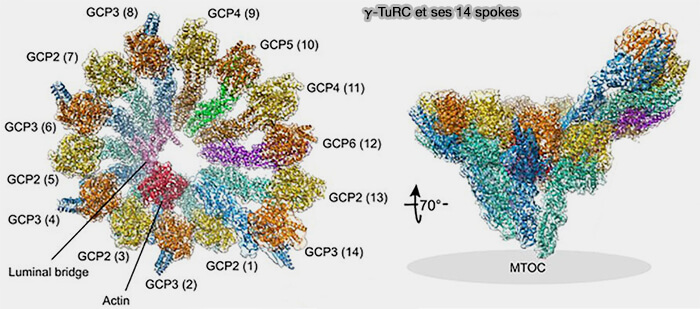 γ-TuRC et ses 14 spokes